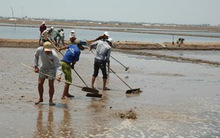 Giá muối tăng, giới đầu cơ hưởng lợi
