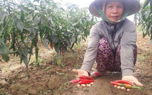 Ớt xuất khẩu tới ngày thu hoạch nhưng không ai mua