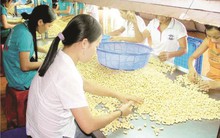 “Khát” nguyên liệu cản trở XK hạt điều