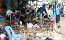 Giá gia cầm giảm mạnh, người nuôi gà lao đao