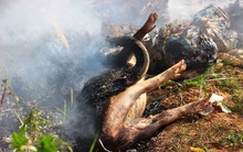 Thương lái ngừng mua, người nuôi bỏ heo chết