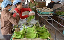 ‘Cục giải cứu nông sản’ giúp được gì?