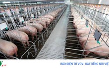 Đột phá trong sản xuất nông nghiệp theo chuỗi giá trị