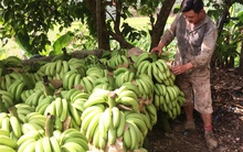 Vựa chuối Lào Cai chín vàng khắp nơi, dân chán nản không buồn thu hoạch!