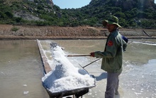 Giá muối cao nhưng không có bán