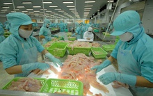 Mở đường cho cá tra 'Bắc tiến'