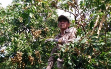 Nhãn Bình Phước mất mùa, rớt giá