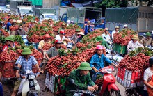 Bắc Giang 'gặt' vụ vải thiều thành công nhất trong 6 thập kỷ