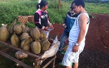 Tây Nguyên trúng đậm sầu riêng, giá bán cao hơn năm ngoái