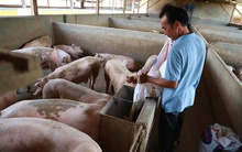 Nghịch lý giá thịt heo ở Lâm Đồng