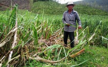 Người trồng mía Khánh Hòa trắng tay sau bão