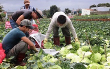 Các vựa rau Lâm Đồng sẵn sàng cho Tết