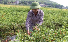 Vụ ớt có lãi, nhưng chớ vội đua nhau mở rộng diện tích
