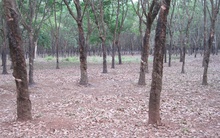 Sốt thị trường gỗ cao su thanh lý