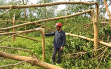 Đau xót cảnh rừng cao su Quảng Bình bị san phẳng, tiền tỷ cuốn theo bão