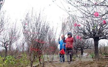 Đào Nhật Tân bung nụ sớm, người trồng lo lắng "thất thu"