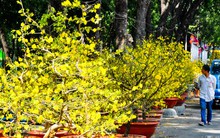 Giá trái cây và hoa cảnh trưng Tết ở TP HCM tăng cao