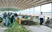 Sau soát xét, Hoàng Anh Gia Lai giảm lãi 118 tỷ đồng