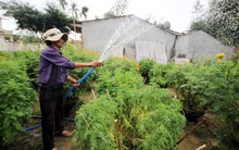 Tết dân vùng rốn lũ ven sông Vệ ôm cả đống nợ tiền khách đặt cọc mua hoa