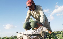 Được mùa kép, người trồng dưa hấu Gia Lai gỡ lại thất bát vụ trước