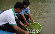 Giải bài toán giống cá tra