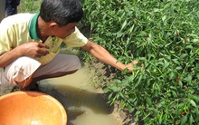 Giá ớt ở Tây Ninh giảm sâu