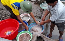 Không con gì nhàn bằng nuôi rươi, lợi nhuận lại rất cao