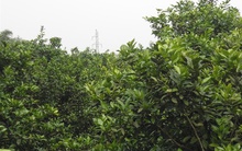 Đua nhau trồng cam, Con Cuông đứng trước bài toán cung vượt cầu