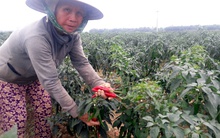 Ớt chín đầy đồng không có người mua