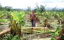 Tan tành hàng trăm hecta chuối tết Khánh Hòa