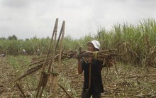 Giá đường sẽ xuống thấp nhất trong nhiều năm?