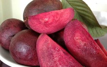 Cận cảnh giống ổi tím giá 1,2 triệu đồng/cây vẫn 'cháy hàng'