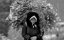 Tập đoàn Hóa chất lỗ nặng vì bị 4 công ty phân bón "thổi bay" hơn 3.000 tỷ lợi nhuận