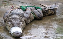 Cá sấu rớt giá, người nuôi lao đao