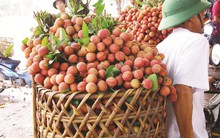 Vải thiều không ra hoa, đối mặt mất mùa