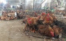 Gà lông trắng mất giá, gà lông màu ổn định