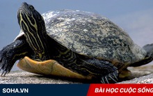 "Thất bại lớn nhất đời người là gì?" và câu trả lời giúp nhiều người xốc lại tinh thần!