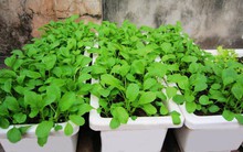 Liệu rau nhà trồng có phải là rau sạch?