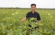 Đậu bắp xuất khẩu đang có thị trường