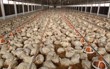 Giá gà xuống thấp, có phải do gà nhập khẩu?