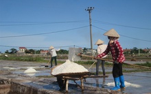 Bèo bọt hạt muối không nuôi nổi diêm dân