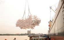 Giá gạo xuất khẩu cao nhất trong gần 3 năm qua