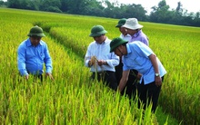 Hàng nghìn hộ dân có nguy cơ thiếu gạo do bệnh đạo ôn tại Hà Tĩnh