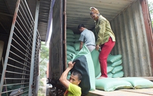 Miền Bắc thất thu vụ mùa, giá gạo tăng chóng mặt