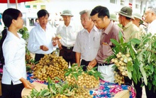 Nhãn Hưng Yên dự báo tăng giá, sản lượng giảm