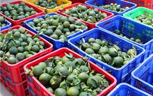 Hậu Giang: Cam giảm giá chỉ còn 8.000–10.000 đồng/kg