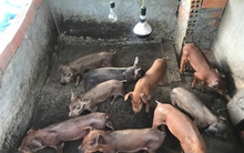 Heo giống tăng giá gấp 3-4 lần