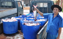 Cá tra giá tăng cao, song vẫn chưa hết lo