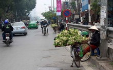 [Ảnh]: Mùa hoa bưởi về, 'phủ trắng' khắp các phố phường Hà Nội