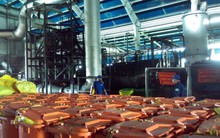 Xem quy trình tiêu hủy gần 4.000 con heo bị tiêm thuốc an thần